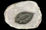 Bumpy Zlichovaspis Trilobite - Issoumour, Morocco #154289-1